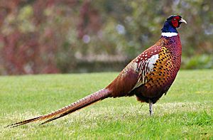 Archivo:Pheasant