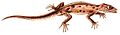 Phyllodactylus gerrhopygus 1847 - white background