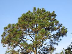 Pinus devoniana, Ruta Tequepexpan - Santa Maria de Oro, Nayarit, Mexico.jpg