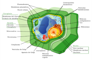 Archivo:Plant cell structure svg-es
