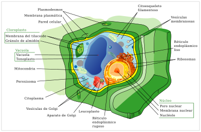 Archivo:Plant cell structure svg-es