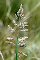 Poa.pratensis