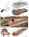 Premaxilla of Tsintaosaurus
