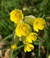 Primula veris 170405