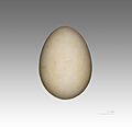 Prion de Salvin MHNT