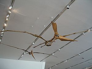 ROM - Pteranodon.jpg