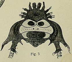 Sadocus conspicillatus - Archiv für Naturgeschichte (1913) (14742854866) (cropped).jpg