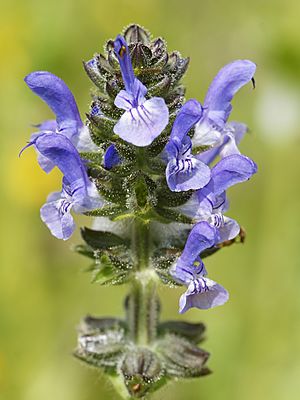 Archivo:Salvia verbenaca (flower spike)