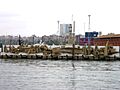 Sideroploide, Ferroestructura núm. 5, o Als homes de la mar, Salvador Aulestia