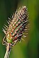 Spider on ribwort plant