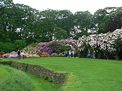 The Rhododendron Walk, Temple Newsam - geograph.org.uk - 180235