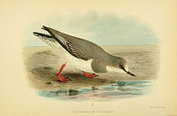 Archivo:The birds of Tierra del Fuego (1907) (5975066302)