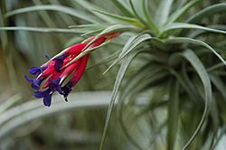 Archivo:Tillandsia aeranthos