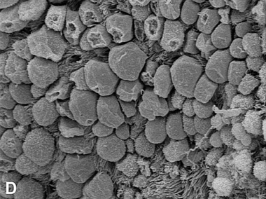 Archivo:Trompa-3D Ampula Celulas