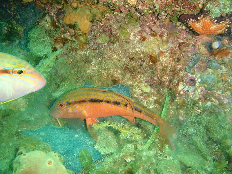 Upeneichthys vlamingi P2023197