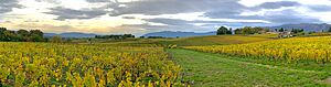 Archivo:Vignobles de Satigny
