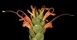 Adenanthos obovatus - Flickr - Kevin Thiele (1).jpg