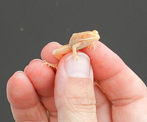 Archivo:Albino Wood Frog