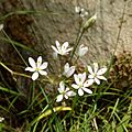Allium subhirsutum - Άλλιο το υπόδασυ
