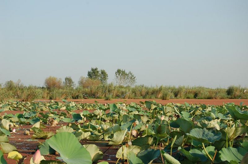 Anzali lagoon Barry Kent