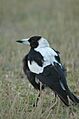 Au magpie