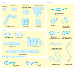 Archivo:Bacterial morphology diagram