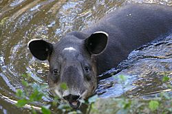 Archivo:Baird's Tapir (Tapirus bairdii) captive specimen
