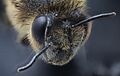 Bee head macro shot