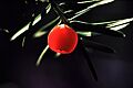 Berry of Yew