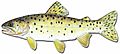 Bonneville Cutthroat trout.jpg