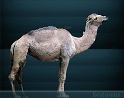 Camelops hesternus Sergiodlarosa.jpg