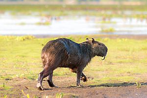 Archivo:Capybara - Chigüire (Hydrochoerus hydrochaeris) (9722123353)
