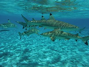 Archivo:Carcharhinus melanopterus Bora Bora