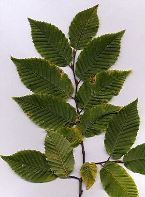Archivo:Carpinus foliage