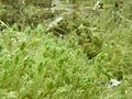 Chara vulgaris