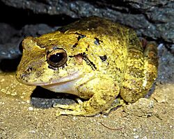 Craugastor inachus imported from iNaturalist photo 11827734 on 18 February 2024.jpg