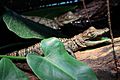 Crocodylus moreletii - 6 month old