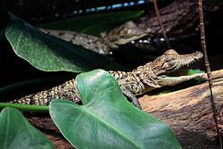 Archivo:Crocodylus moreletii - 6 month old