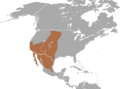 Desert Cottontail area