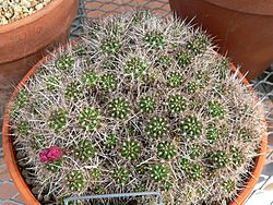 Echinopsis yuquina 1.jpg