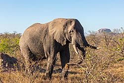 Elefante africano de sabana (Loxodonta africana), parque nacional Kruger, Sudáfrica, 2018-07-25, DD 20.jpg