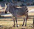 Equus zebra - Disney's Animal Kingdom Lodge, Orlando, Florida, USA - 20100119
