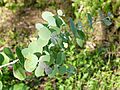 Eucalyptus Goniocalix