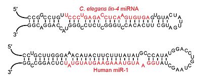 Archivo:Examples of microRNA stem-loops