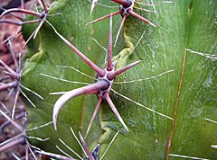 Archivo:Ferocactus peninsulae 2008-05-01 01