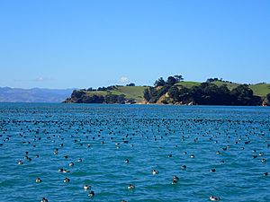 Archivo:Fluttering Shearwaters Hauraki Gulf New Zealand Aotearoa