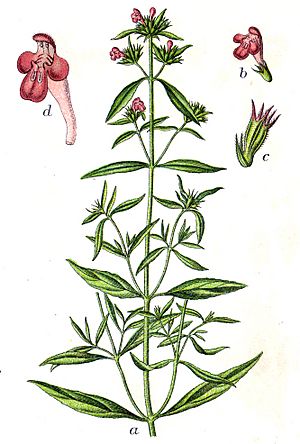Archivo:Galeopsis angustifolia Sturm33