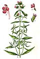 Galeopsis angustifolia Sturm33