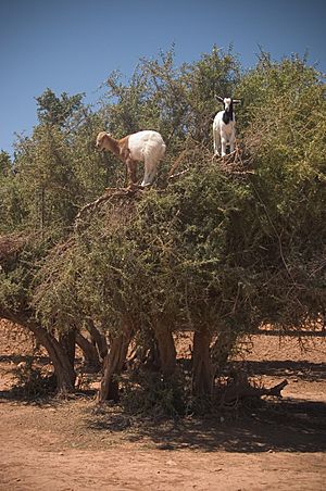 Archivo:Goats on an Argan (Argania spinosa) tree in Morocco
