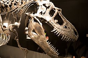 Archivo:Gorgosaurus CSI